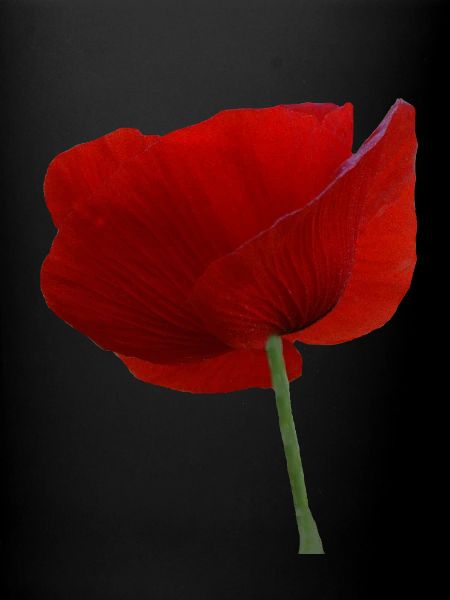 Mohn