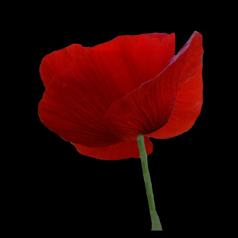 Mohn