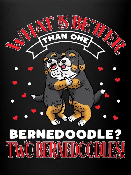 Amateurs de Bernedoodle