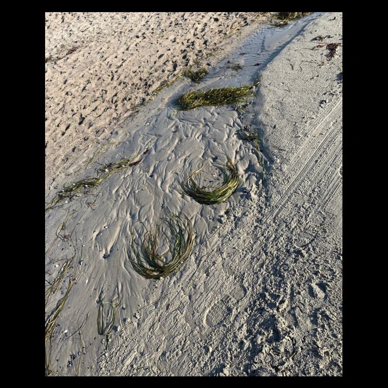Algues naturelles