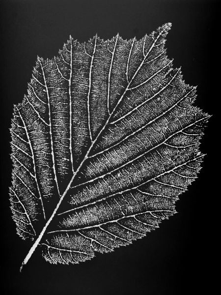 Feuille / Noisetier / Noisette