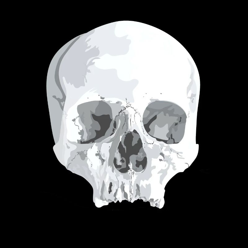 Skull Bone Head Skeleton Skull