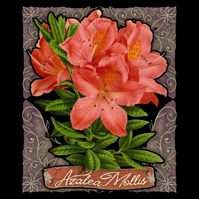 Azalee, Azalea Mollis, Vintage botanische Blumen