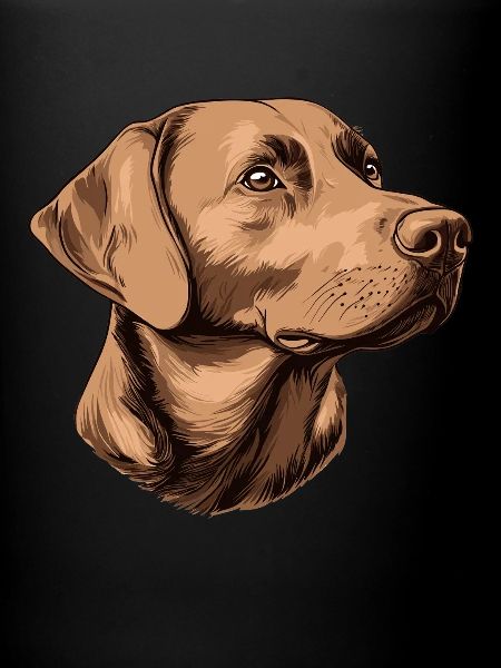 Brown Labrador