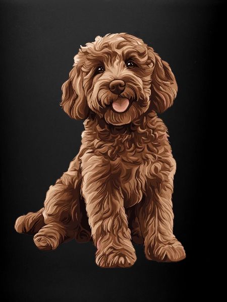 Labradoodle