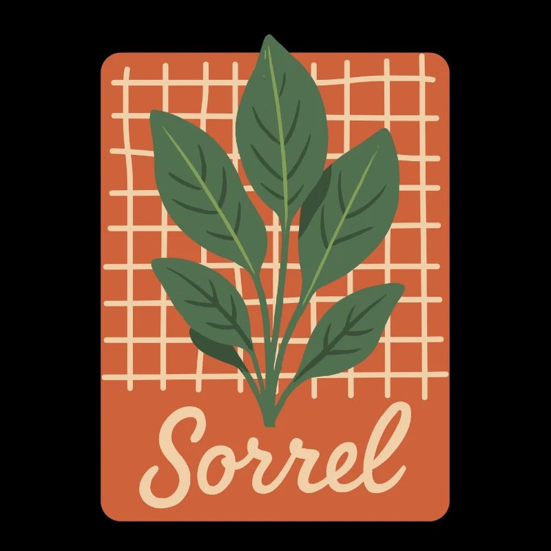 Sorrel - Botanical Herbs Illustration Retro