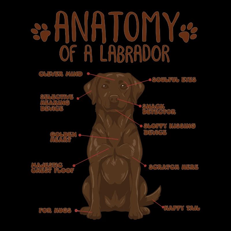 Anatomie d’un Labrador brun