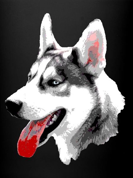 Husky Pop Art Head