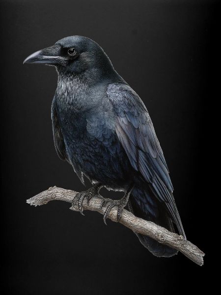 Rabe Krähe Vogel