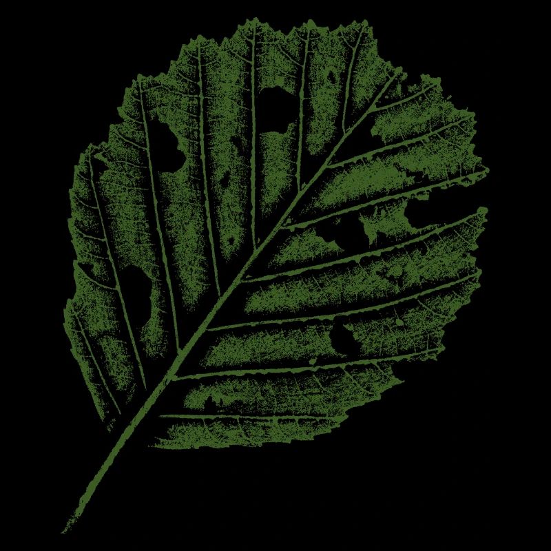 Blatt Druck - Erle