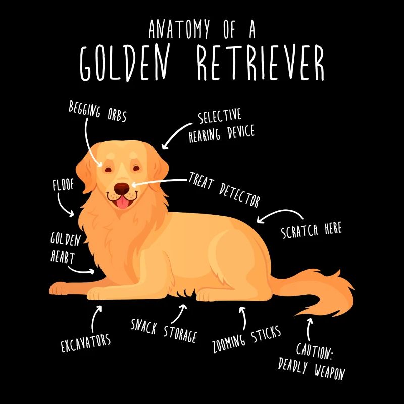 Anatomie du chien Golden Retriever