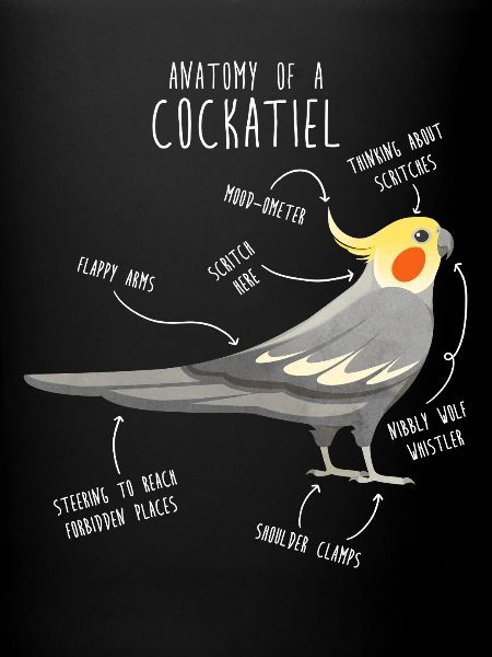 Anatomie de la calopsitte