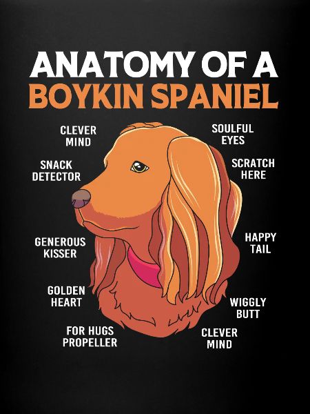 Boykin Spaniel