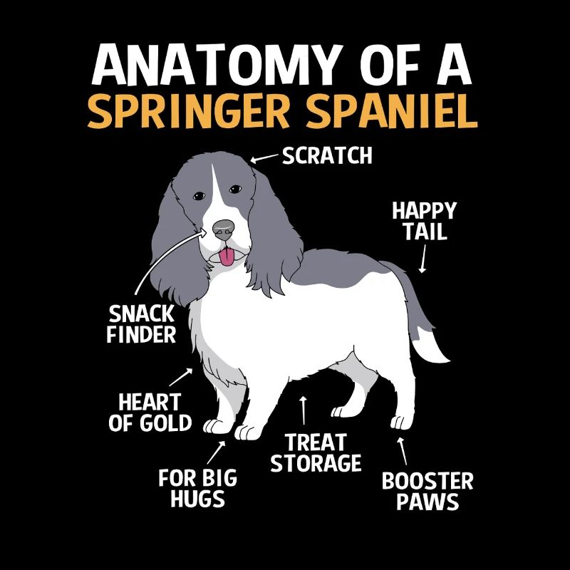 Springer Spaniel