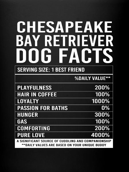 Chesapeake Bay Retriever