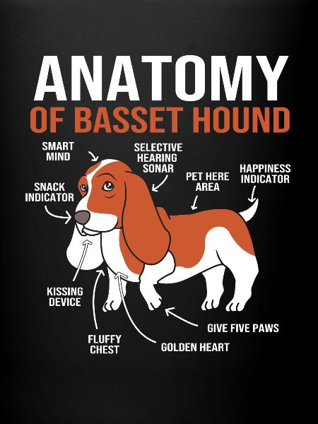 Basset Hound