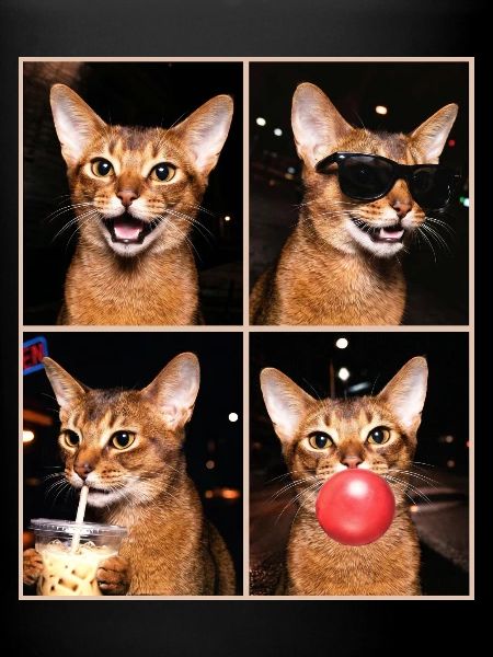Katzen American Bobtail Katze