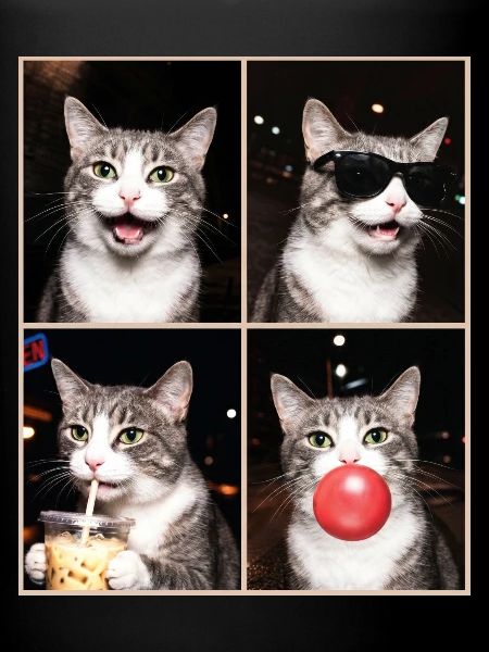 Katzen Graue Tabby Katze