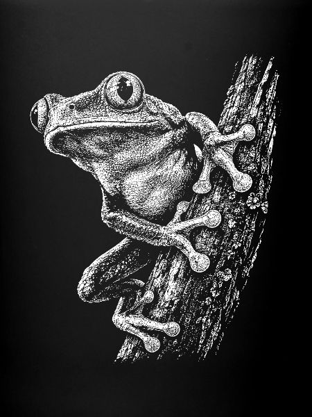 Kleiner Frosch am Ast