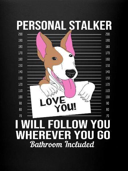 Bullterrier