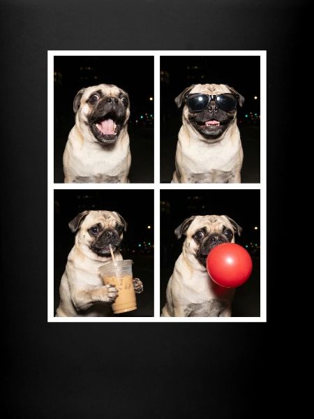 Hunde Mops Hund