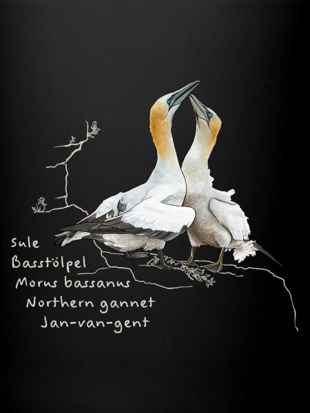 gannet