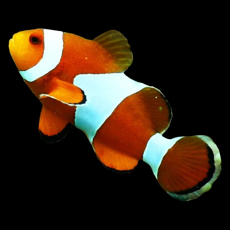 Nemo