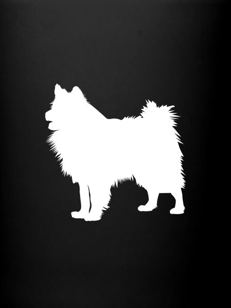 Wolfsspitz - Keeshond Chien
