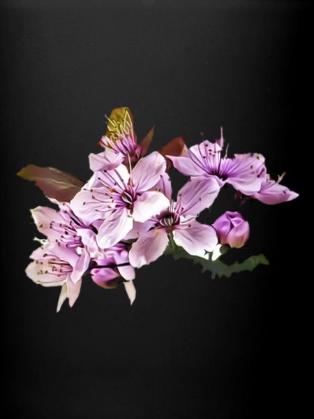 Cherry blossom