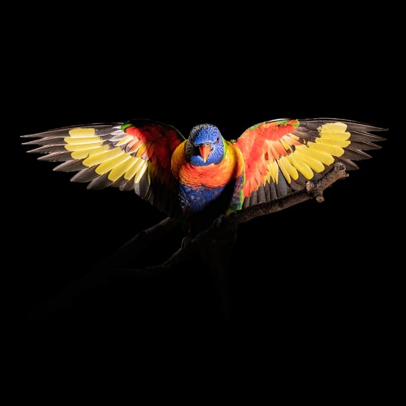 Australian rainbow parrot before flight