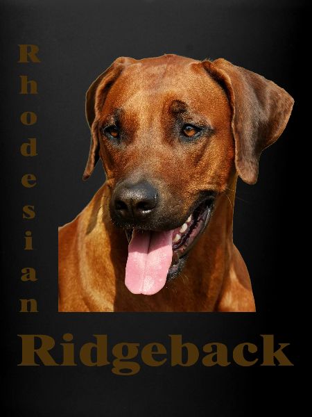 Rhodesian Ridgeback