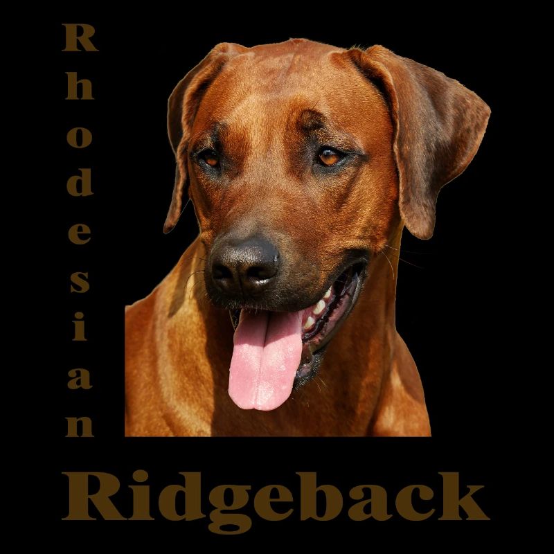 Rhodesian Ridgeback