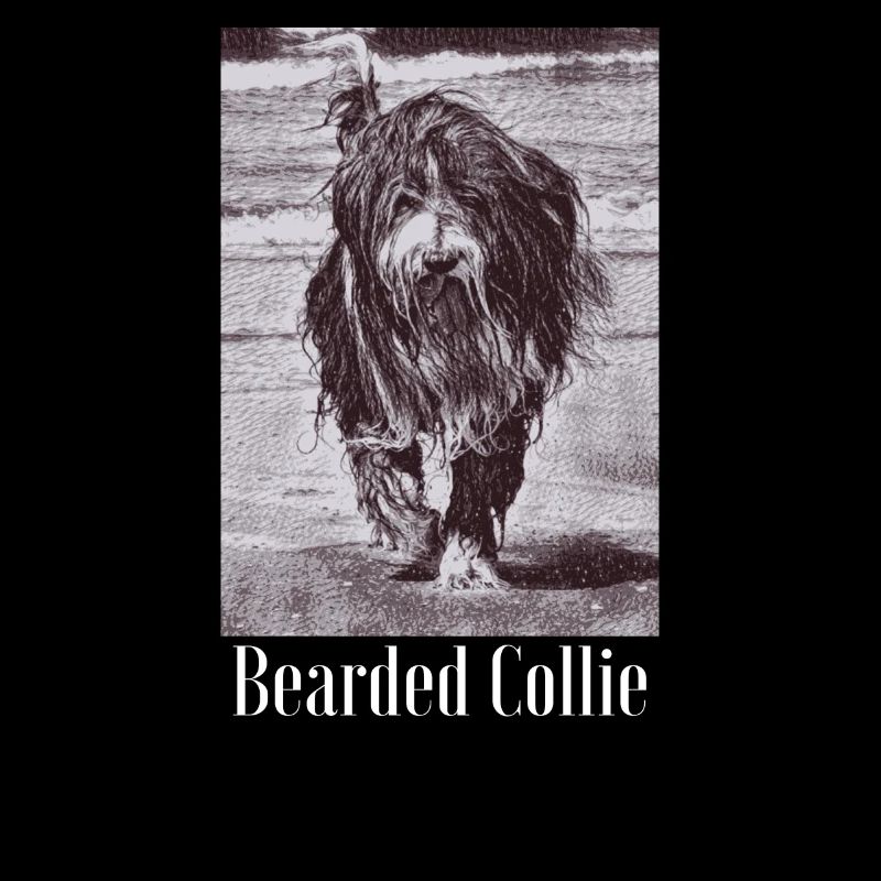 Colley barbu