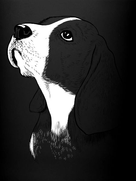 Chien Beagle
