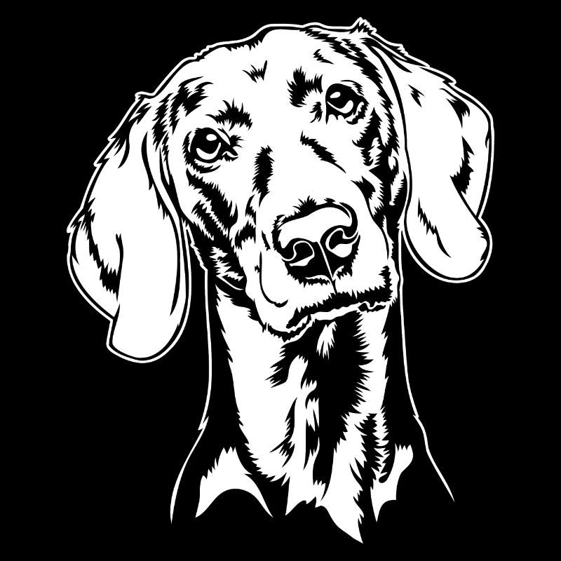 Weimaraner Portrait Chien Chiens Wilsigns