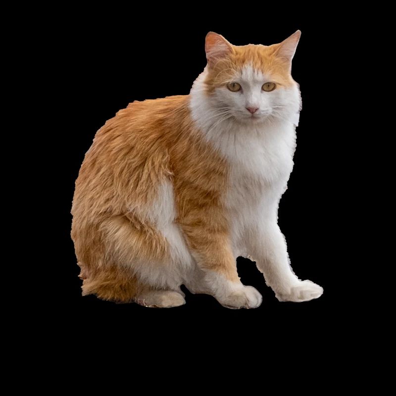 chat à poil long blanc brun clair, assis photographie
