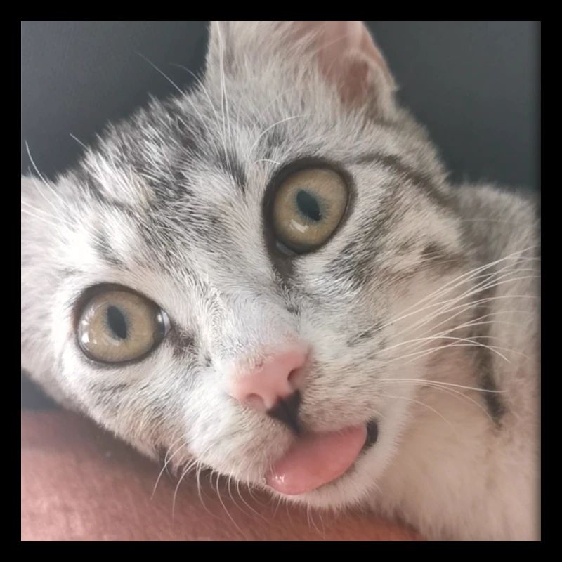 Confused Kitty Luna