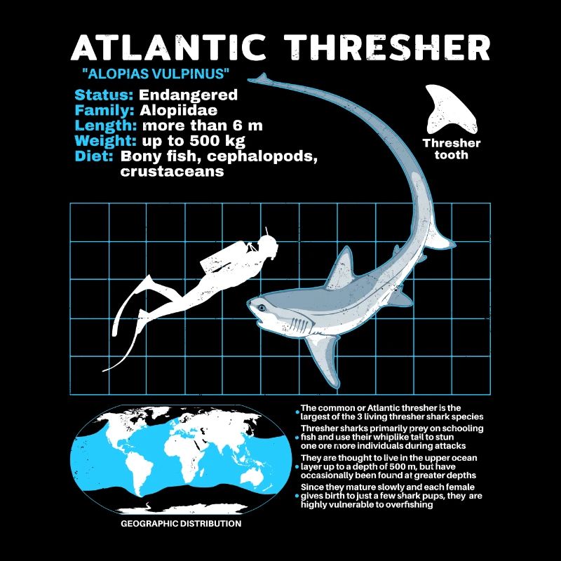 Drescherhai Datenblatt