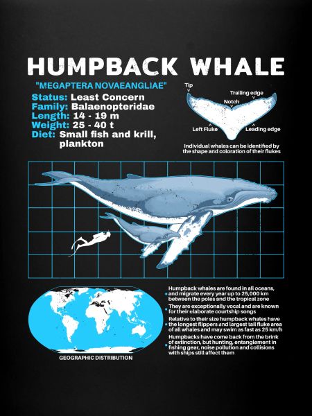 Humpback Whale Datasheet