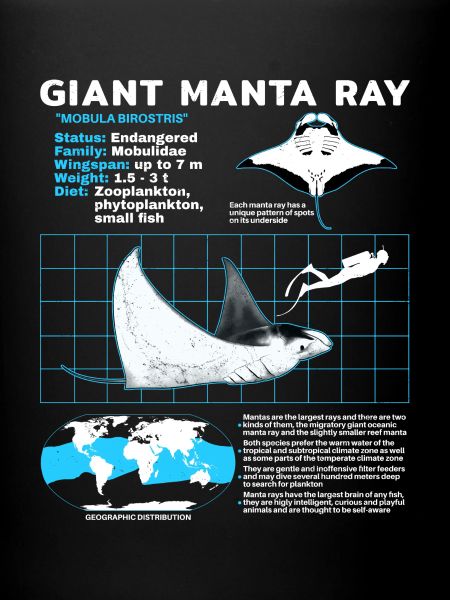 Manta rays Datasheet