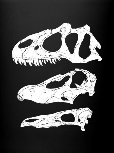 Allosaurus Diplodocus Stegosaurus