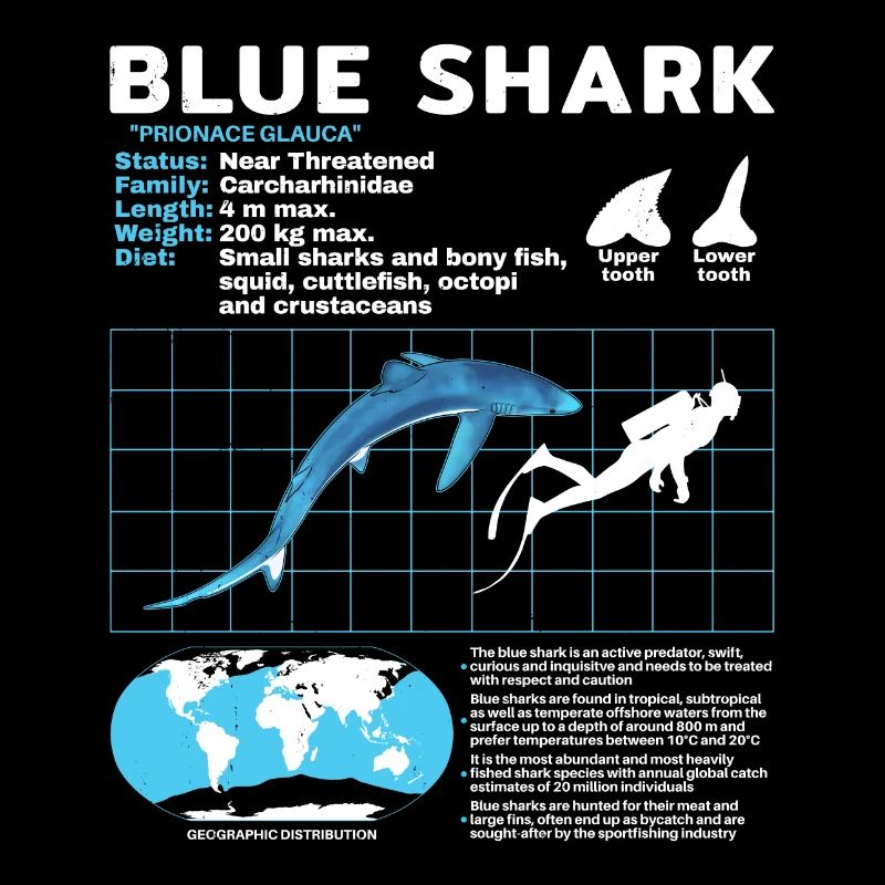 Blauhai Datenblatt Fact Sheet