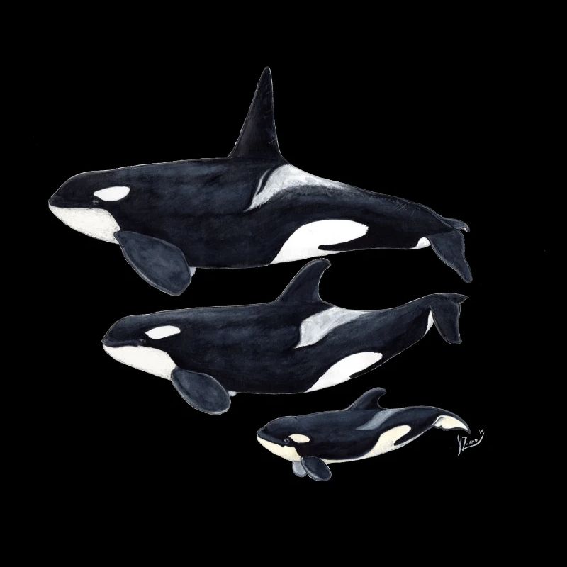 Orca - killer whale - orque