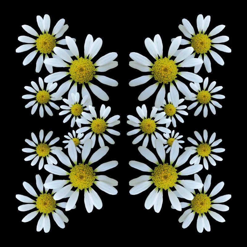 Daisies Floral Pattern Daisies Blossom Floral