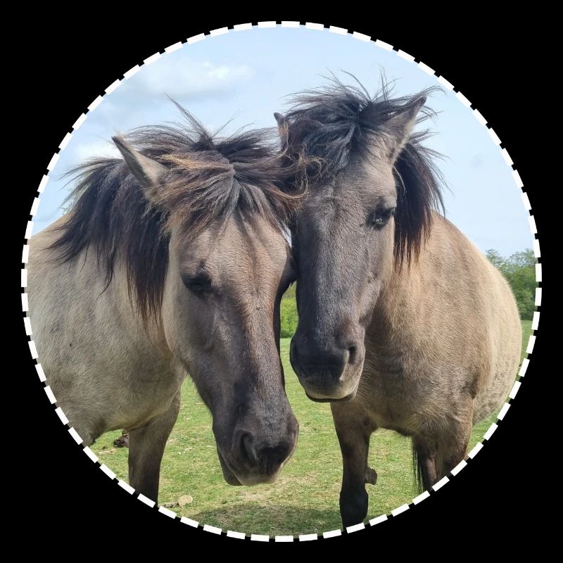 Chevaux doux cheval amour cheval amitié