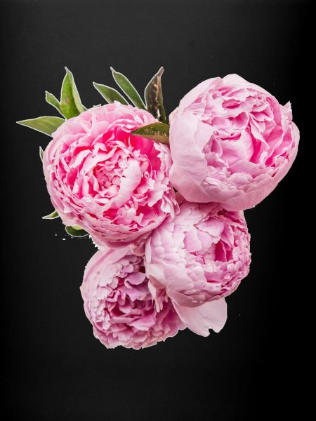 peony 01