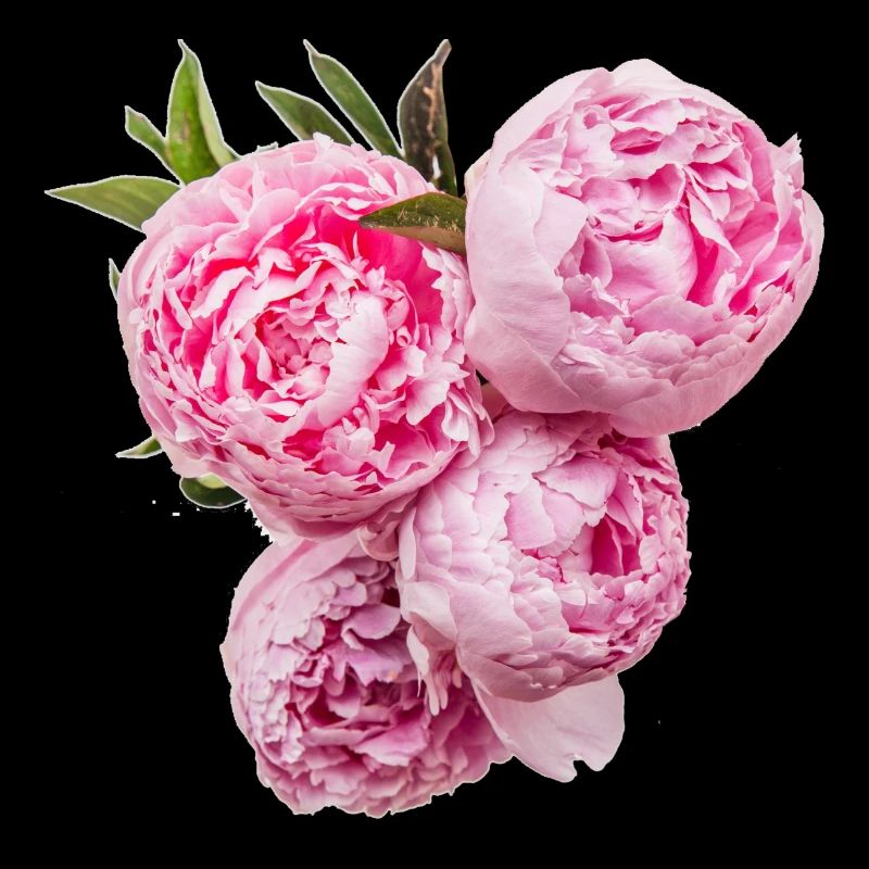 peony 01