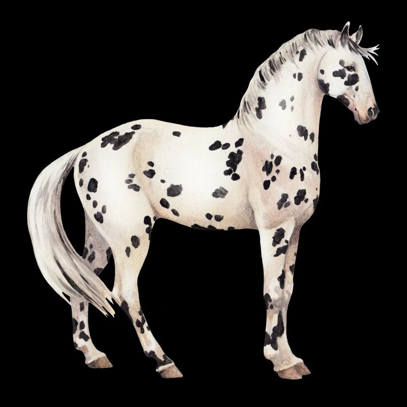 Knabstrupper
