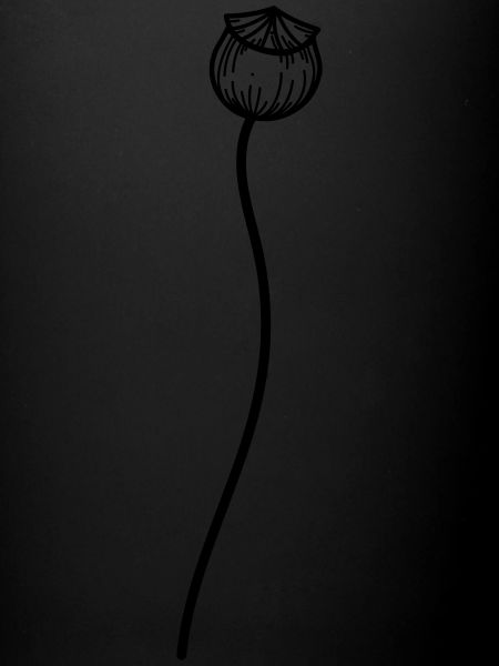 Fleur de pavot 2