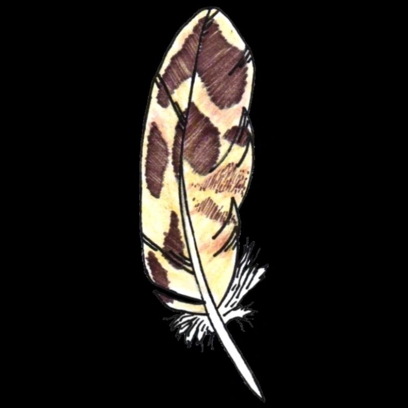 Small feather brown hand-drawn (Mallard)